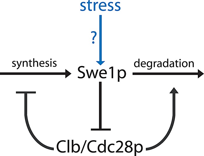 FIGURE 8: