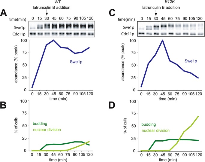 FIGURE 5: