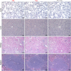 Figure 6—figure supplement 1.