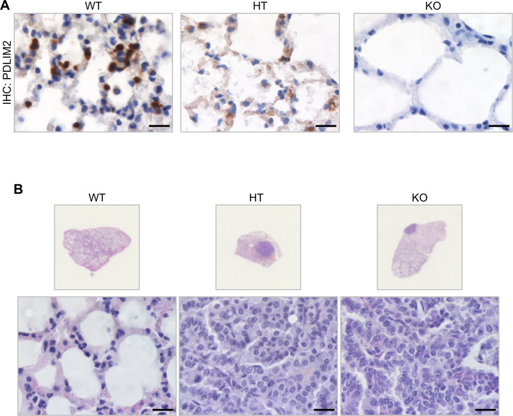 Figure 1—figure supplement 1.