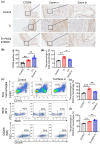 The image presents a series of experimental results on the effect of PAD4 inhibition on macrophage polarization in the context of tendon injury (TI). Each panel shows different aspects of the study:(a) Immunohistochemistry (IHC) analysis of CD206 in tendon-bone sections from control groups and those treated with TI and TI with Pad4 inhibitor. The images show a close-up comparison of CD206 expression in the tissue, indicating higher expression levels in the presence of TI.(b) Quantification of CD206 positive cells using a bar graph. This data shows that TI treatment results in an increase in CD206 positive cells compared to the control, and this increase is more pronounced with the addition of the Pad4 inhibitor.(c) Flow cytometry analysis of total macrophages, iNOS, and CD206. The data is presented in scatter plots for CD206 and iNOS, and a histogram for total macrophages. TI treatment increases the percentage of macrophages expressing these markers, and this effect is more pronounced with the Pad4 inhibitor.(d) Quantification of the percentages of total macrophages. A bar graph shows that the percentage of total macrophages is significantly higher in the TI and TI with Pad4 inhibitor groups compared to the control, with the Pad4 inhibitor showing the most significant increase.(e) Quantitative analysis of iNOS in macrophages. A bar graph shows that the peak iNOS percentage is significantly higher in the Ti + PAD4-in group compared to the control.(f) Quantitative analysis of CD206 in macrophages. A bar graph shows that the peak CD206 percentage is significantly higher in the Ti + PAD4-in group compared to the control.Each group included three technical replicates, and the significance of the differences was examined by one-way ANOVA. The results suggest that PAD4 inhibition promotes an increase in macrophage polarization towards an M2 phenotype following tendon injury.