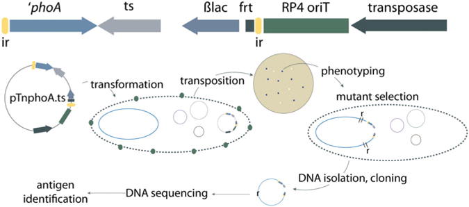 Fig. 2