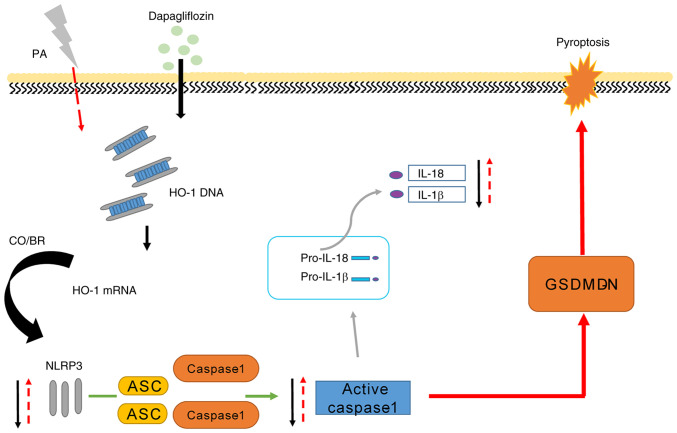 Figure 5.