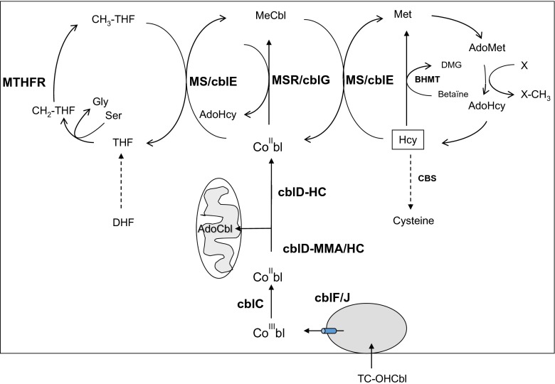 Fig. 1