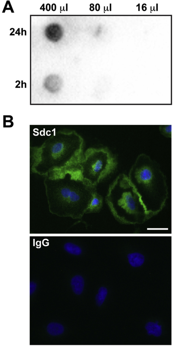 Supplemental Figure S1