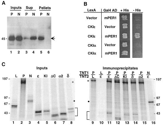 FIG. 1