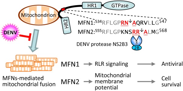 Fig 11