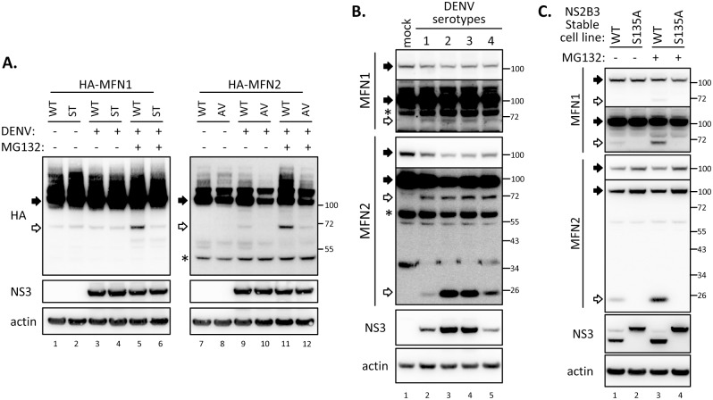 Fig 6