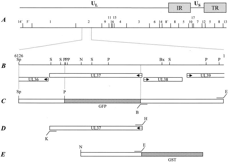 FIG. 1