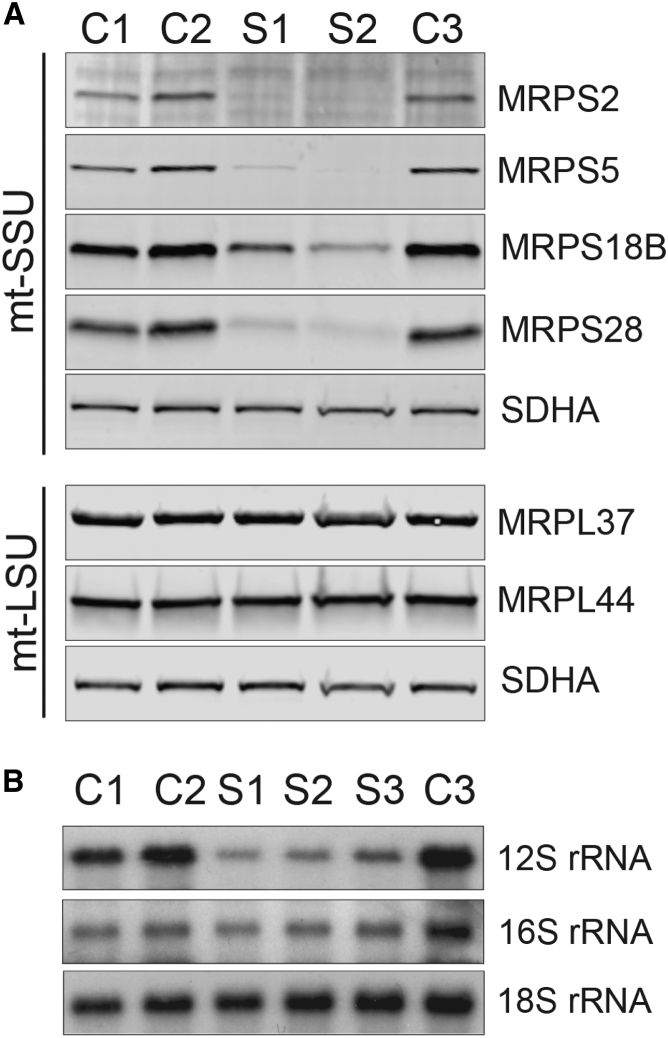 Figure 3