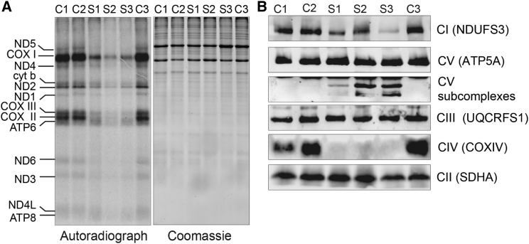 Figure 5