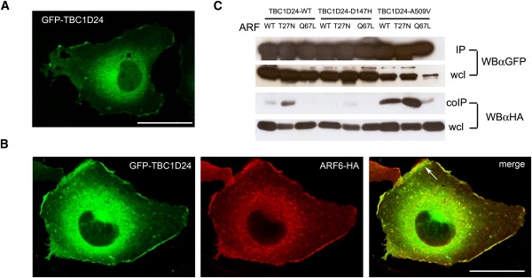 Figure 3