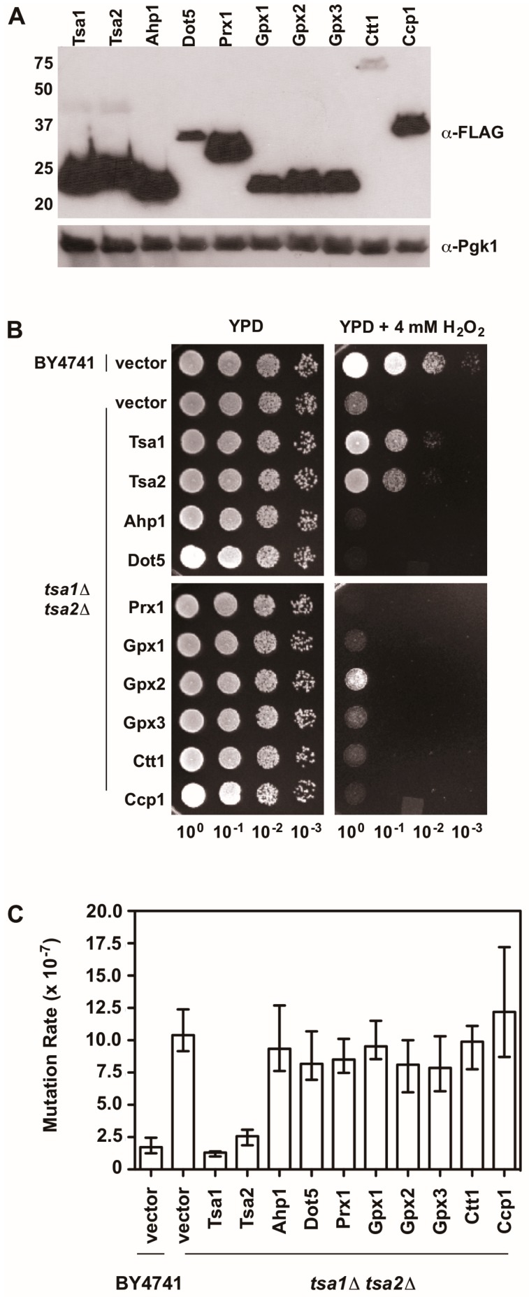 Figure 5