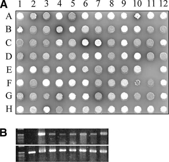 FIG. 2.