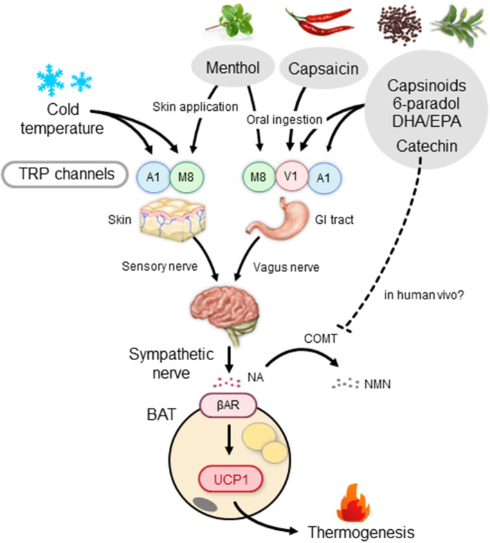 Brown Adipose Tissue, Diet-Induced Thermogenesis, and Thermogenic Food ...