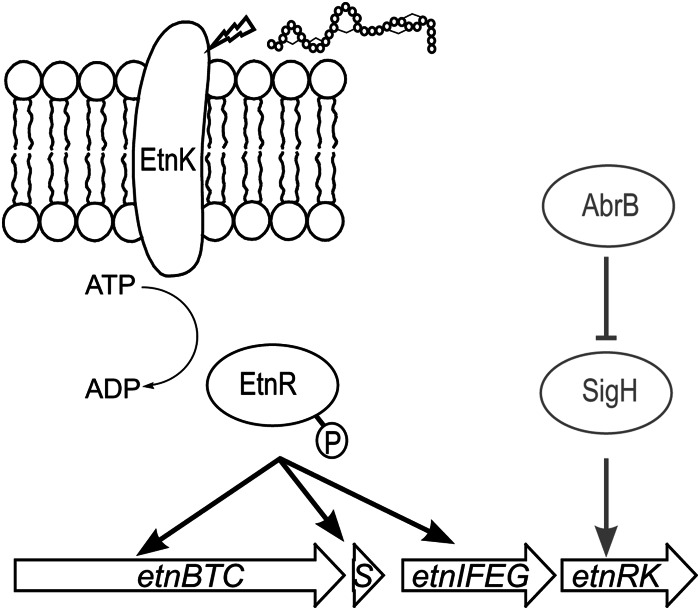 FIG 7