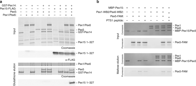 Fig. 7