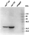 FIG. 5