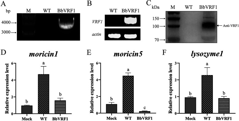 FIG 2