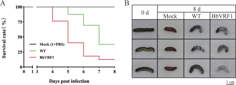 FIG 6