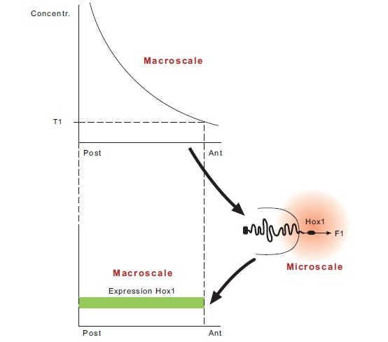 Fig. (3). Hox1 expression as a result of a multiscale action