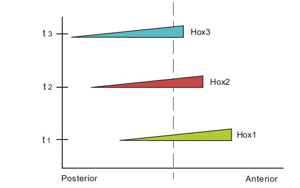 Fig. (1). Schematic representation of the Hox gene expressions