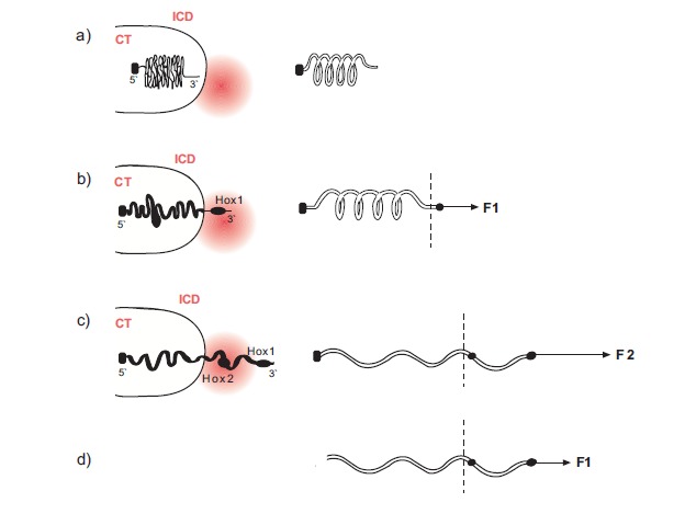 Fig. (2). Mechanical analogue of Hox cluster decodensation and extrusion