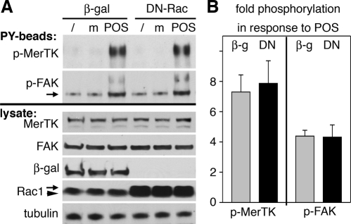 FIGURE 12: