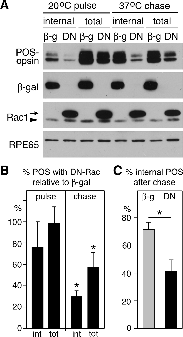 FIGURE 4: