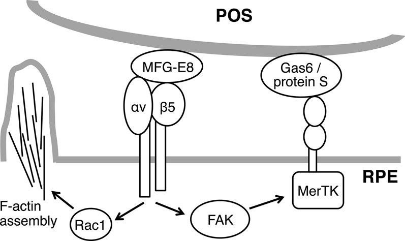 FIGURE 13: