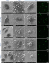 Fig. 11