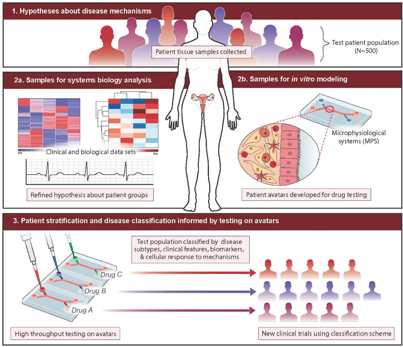 Fig. 1 Physiomimetic approach for developing targeted therapies for adenomyosis