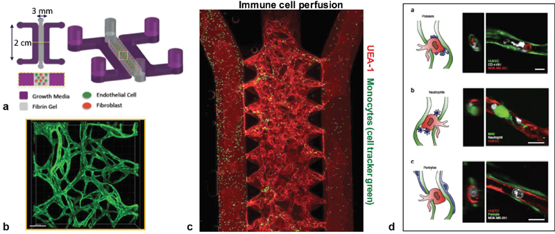 Fig. 4 Microfluidic model of immune and tumor cell trafficking between the microvasculature and tissues