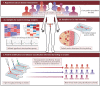 Fig. 1 Physiomimetic approach for developing targeted therapies for adenomyosis
