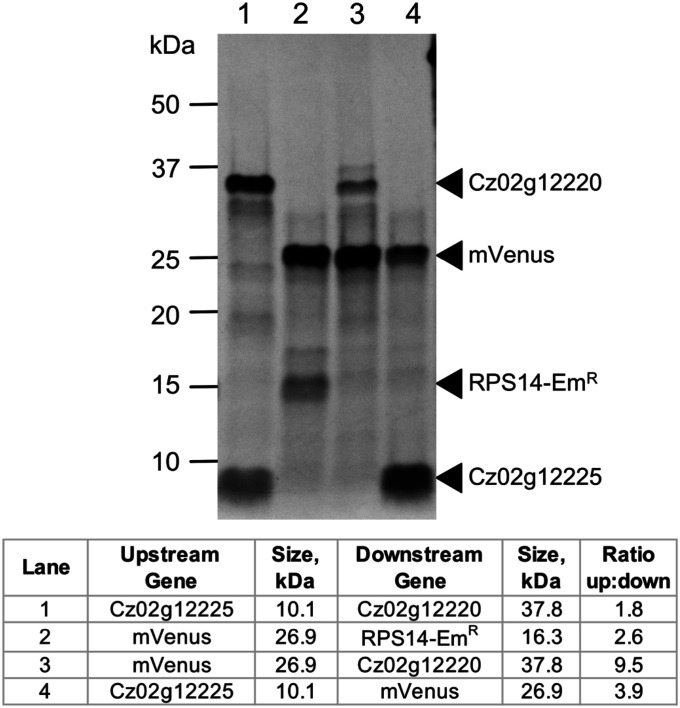 Fig. 5.