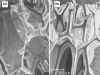 Fig. 5