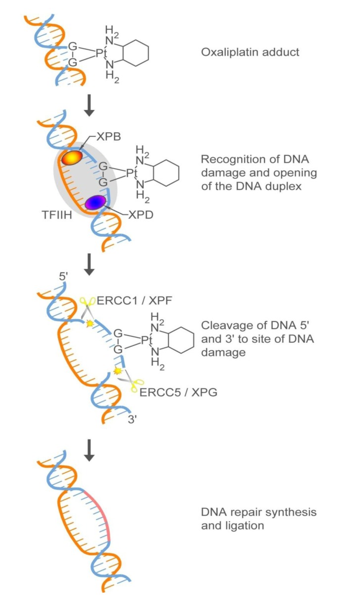 Scheme 4