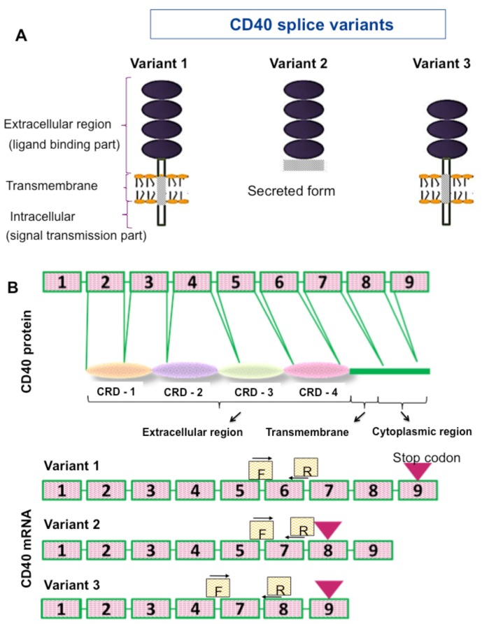 Figure 3.1