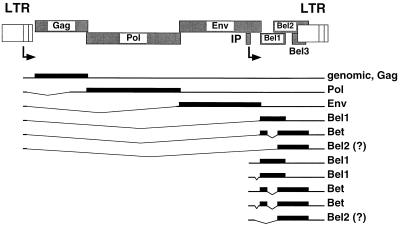 FIG. 1