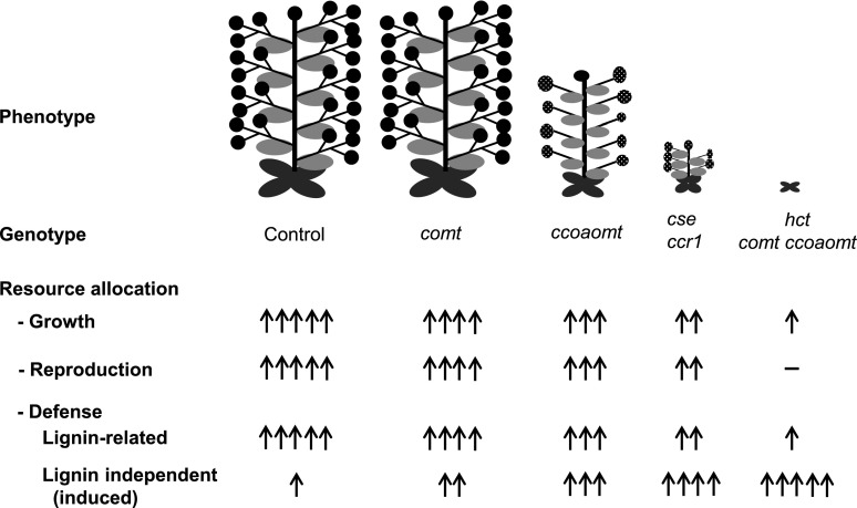 Figure 9.