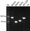 Fig 1