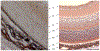 FIGURE 7: