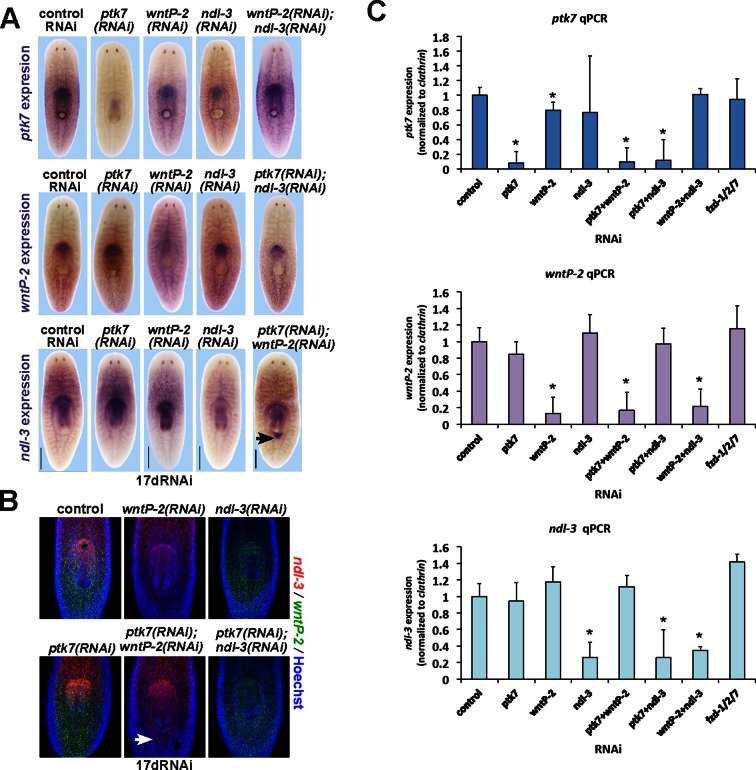 Figure 6—figure supplement 3.