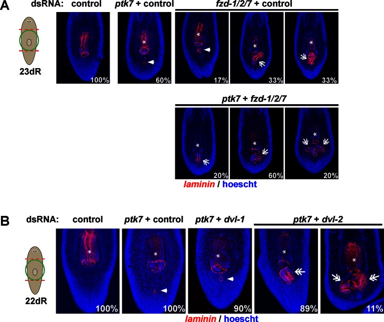 Figure 5—figure supplement 2.