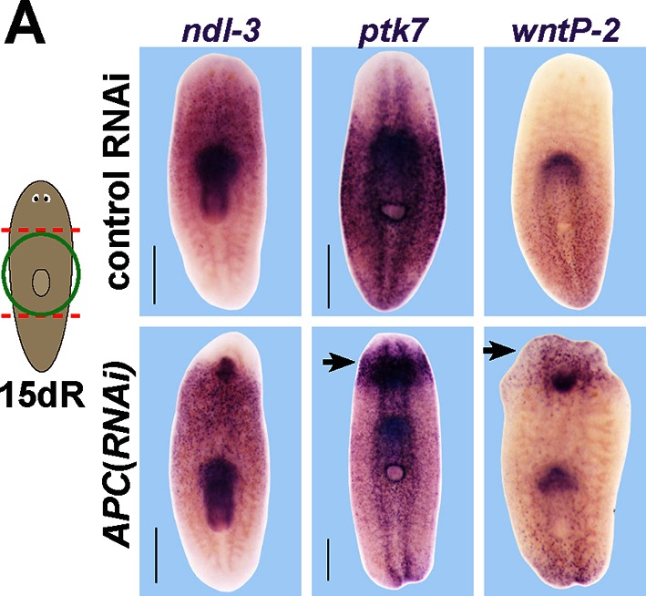 Figure 5—figure supplement 1.