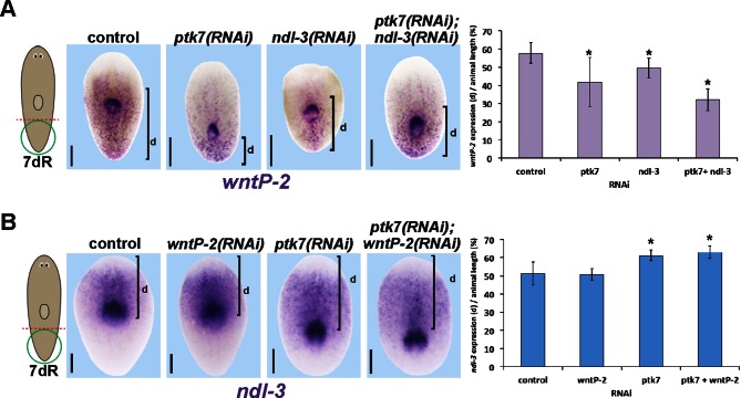 Figure 6—figure supplement 4.