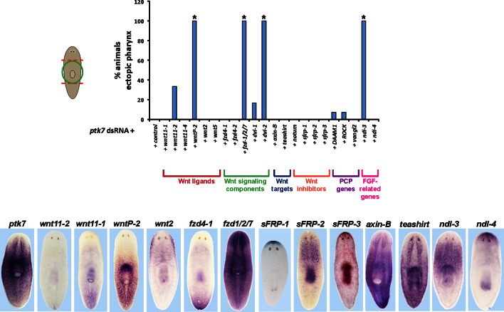 Figure 1—figure supplement 2.