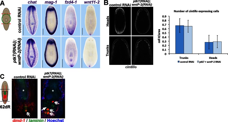 Figure 3—figure supplement 1.