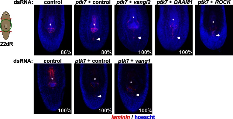 Figure 5—figure supplement 3.