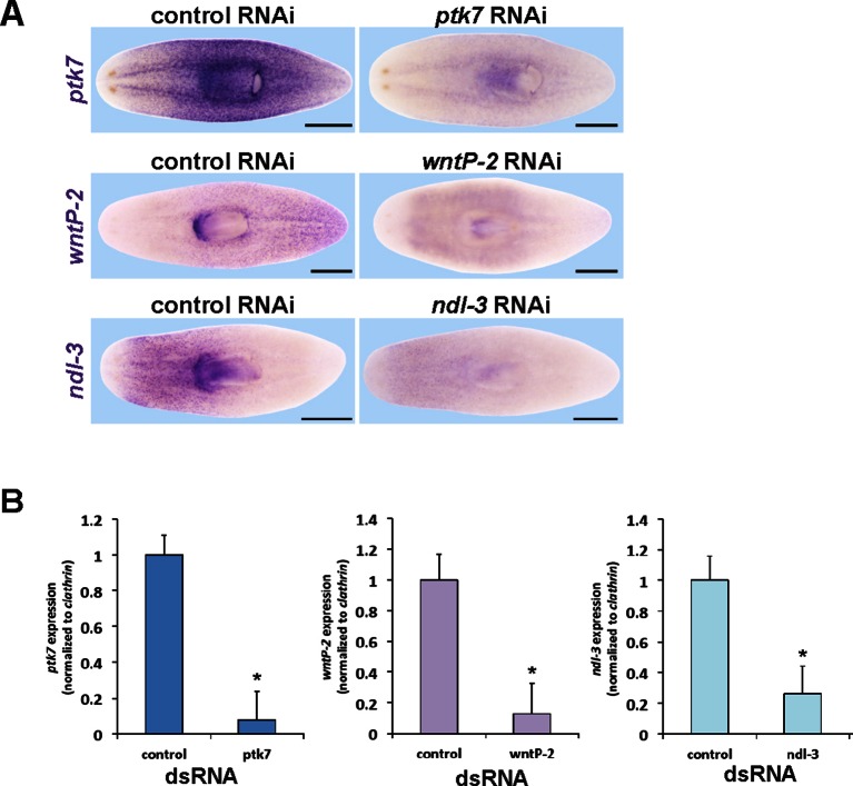 Figure 2—figure supplement 1.